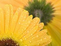 Yellow Gerbera with Drops of Water-Chris Schäfer-Photographic Print