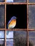 Bluebird Window-Chris Vest-Art Print