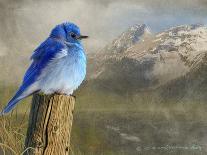 Mountain Blue Bird-Chris Vest-Art Print