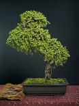 Bonsai, Japanese Art Form, Miniature Tree in Bon-Chris Willson-Mounted Photographic Print