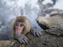 Japanese Snow Monkeys Bathing in Hot Spring Pools at Jigokudani Onsen, Nagano Prefecture, Japan-Chris Willson-Framed Premier Image Canvas