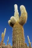 Cactus – Salar De Uyuni-chrishowey-Photographic Print