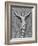 Christ Crucified, by Michelangelo Buonarroti-null-Framed Giclee Print