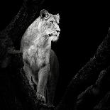 Roaring Lion #2-Christian Meermann-Framed Photographic Print
