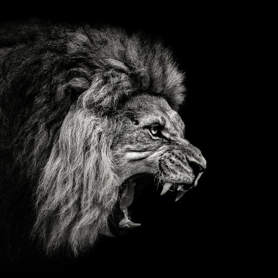 Photographic Print, , large