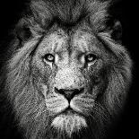 Roaring Lion #2-Christian Meermann-Framed Photographic Print