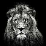 Roaring Lion #2-Christian Meermann-Photographic Print