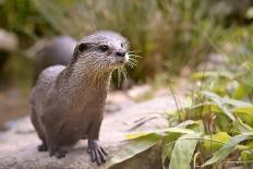 Closeup Small-Clawed Otter Among Plants-Christian Musat-Mounted Photographic Print