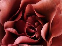 Roses Pierre de Ronsard-Christian Sarramon-Framed Art Print