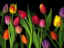 Colorful Tulips Isolated Against a Black Background-Christian Slanec-Photographic Print