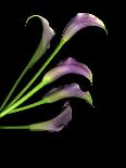 Blooming Single Cactus Flower Isolated Against Black Background-Christian Slanec-Framed Premier Image Canvas