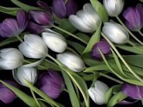 Medley of Beautiful Fresh White and Purple Tulips-Christian Slanec-Photographic Print