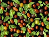 Organic Tomatoes and Basil Isolated-Christian Slanec-Photographic Print