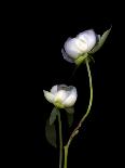 Two Calla Lilies Against a Dramatic Square Black Background-Christian Slanec-Photographic Print