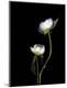 Premium Photographic Print