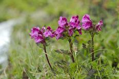 Clusius's gentian, Gentiana clusii, Hohe Tauern, Carinthia, East Tyrol, Austria-Christian Zappel-Photographic Print