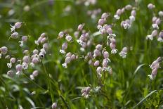 bladder campion, Silene vulgaris, Hohe Tauern, Carinthia, East Tyrol, Austria-Christian Zappel-Photographic Print