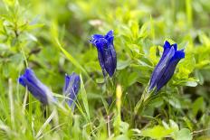 Clusius's gentian, Gentiana clusii, Hohe Tauern, Carinthia, East Tyrol, Austria-Christian Zappel-Photographic Print