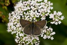 bladder campion, Silene vulgaris, Hohe Tauern, Carinthia, East Tyrol, Austria-Christian Zappel-Photographic Print