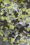 Mosses and lichens on a mountain rock, Hohe Tauern, Carinthia, East Tyrol, Austria-Christian Zappel-Photographic Print