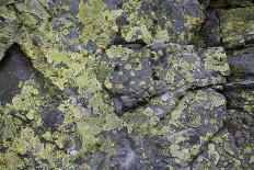 Mosses and lichens on a mountain rock, Hohe Tauern, Carinthia, East Tyrol, Austria-Christian Zappel-Photographic Print