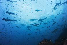 Swarm of Hammerhead, Sphyrna Lewini, Cocos Iceland, Costa Rica-Christian Zappel-Framed Photographic Print