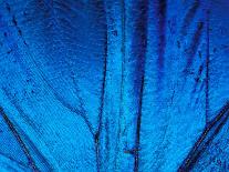 Detail of Blue Morpho Wing, Barro Colorado Island, Panama-Christian Ziegler-Framed Photographic Print