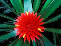 Flower of Bromeliad, Wild Pineapple, Barro Colorado Island, Panama-Christian Ziegler-Photographic Print