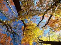 Forest Canopy in Autumn, Jasmund National Park, Island of Ruegen, Germany-Christian Ziegler-Photographic Print