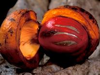 Fruit of Wild Nutmeg, Barro Colorado Island, Panama-Christian Ziegler-Photographic Print