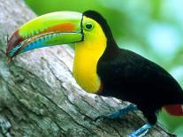 Panama, Central Panama, Barro Colorado Island, Green Parrot Snake-Christian Ziegler-Photographic Print