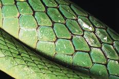 Panama, Central Panama, Barro Colorado Island, Green Parrot Snake-Christian Ziegler-Photographic Print