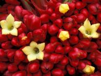 Red Passioflora, Barro Colorado Island, Panama-Christian Ziegler-Photographic Print