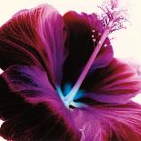 Plum Hibiscus-Christine Caldwell-Art Print