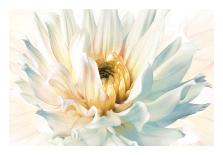 Soft Magnolias II-Christine Elizabeth-Framed Art Print