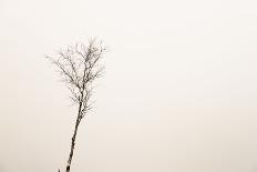 Birch tree in winter-Christine Meder stage-art.de-Photographic Print