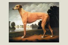 Greyhound on a Parkland Landscape-Christine Merrill-Art Print