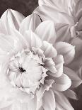 Black and White Dahlias I-Christine Zalewski-Art Print