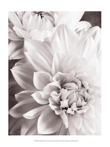 Black and White Dahlias II by Christine Zalewski