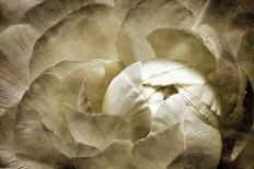 White Roses Bouquet-Christine Zalewski-Art Print
