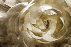 Roses in Sepia-Christine Zalewski-Art Print