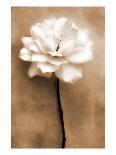 White Rose in Sepia-Christine Zalewski-Art Print
