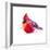 Christmas Cardinal I-Patricia Pinto-Framed Art Print