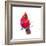 Christmas Cardinal III-Patricia Pinto-Framed Art Print