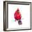 Christmas Cardinal III-Patricia Pinto-Framed Art Print