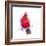 Christmas Cardinal III-Patricia Pinto-Framed Art Print