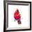 Christmas Cardinal III-Patricia Pinto-Framed Art Print