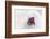 Christmas Decoration, Heart on Fleecy Ground-Petra Daisenberger-Framed Photographic Print