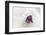 Christmas Decoration, Heart on Fleecy Ground-Petra Daisenberger-Framed Photographic Print