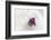 Christmas Decoration, Heart on Fleecy Ground-Petra Daisenberger-Framed Photographic Print